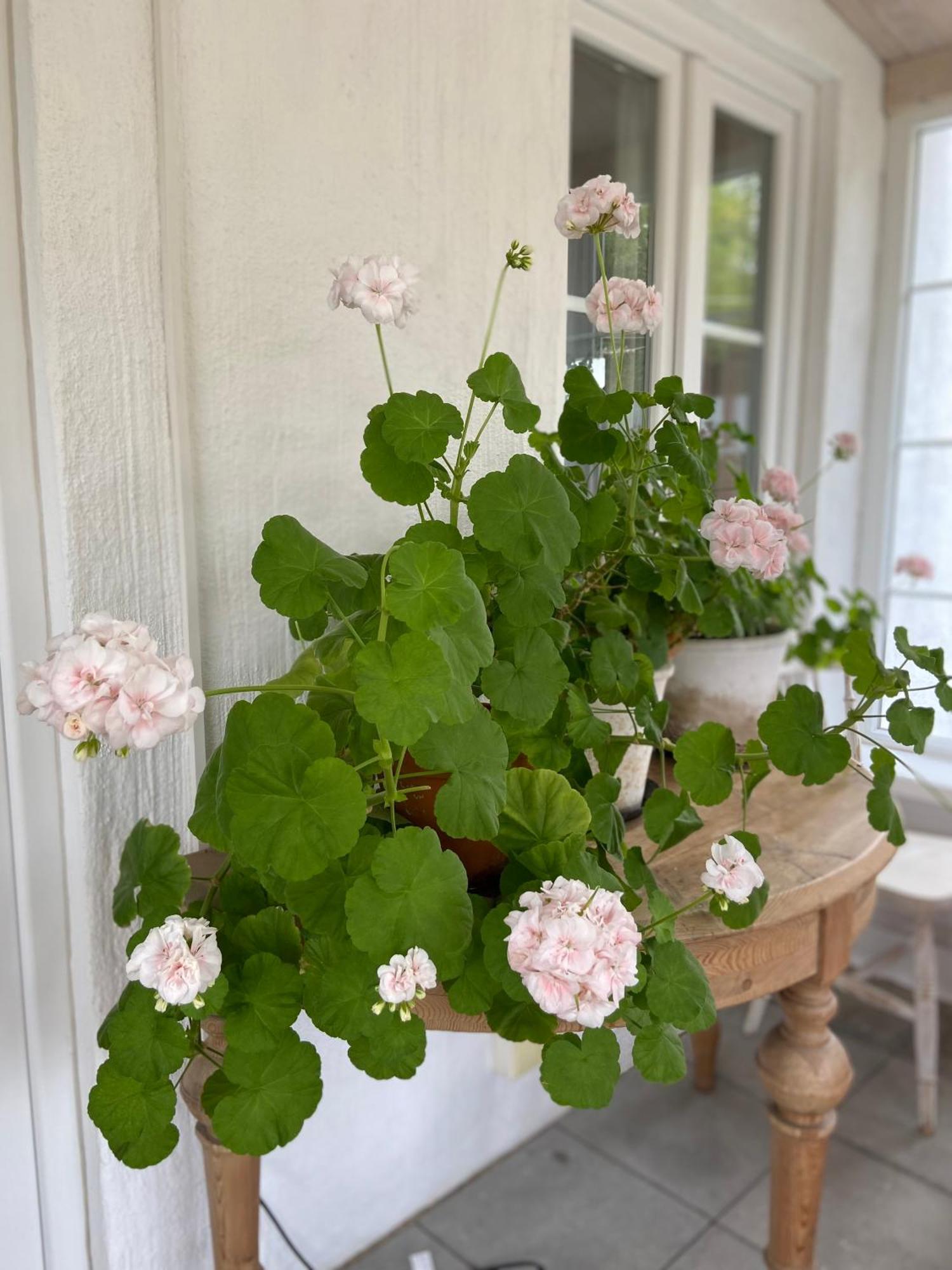 Blomstertantens Hus Trelleborg Exterior foto